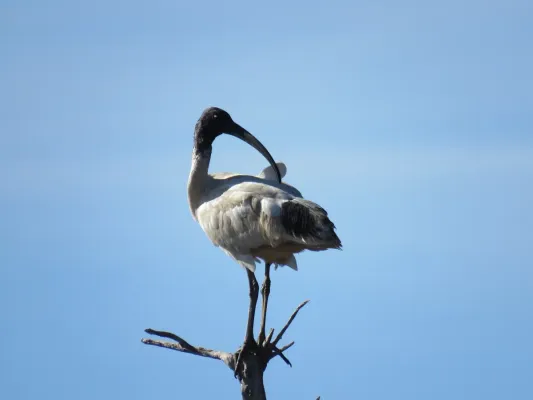 File:Australian white ibis (Threskiornis molucca) at Lake Coogee, July 2021 04.jpg