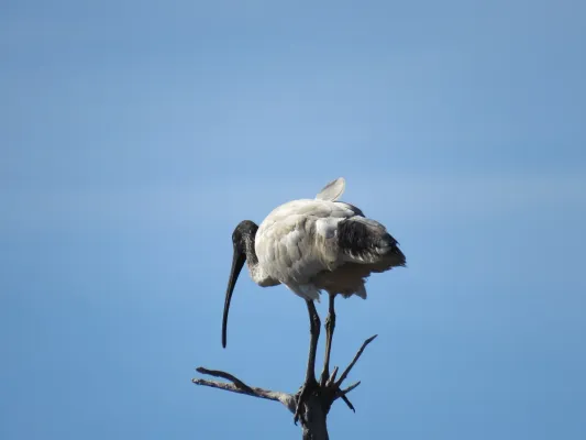 File:Australian white ibis (Threskiornis molucca) at Lake Coogee, July 2021 05.jpg