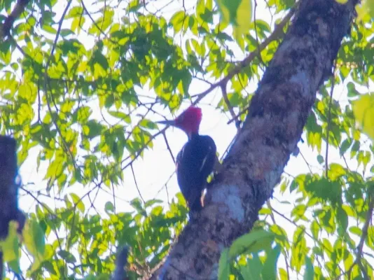 File:Campephilus guatemalensis ssp. guatemalensis.jpg