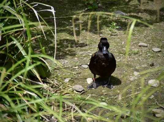 File:Anatidae Aythya novaeseelandiae 3.jpg
