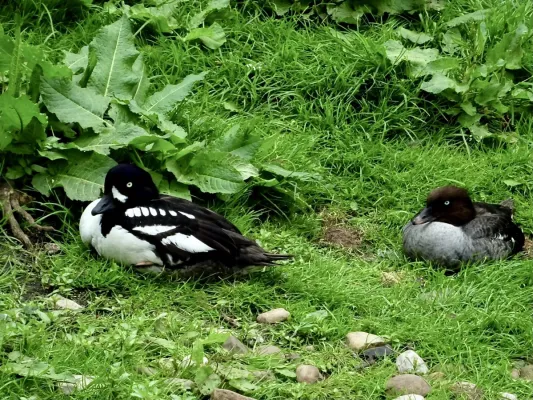 File:Anatidae Bucephala islandica 1.jpg