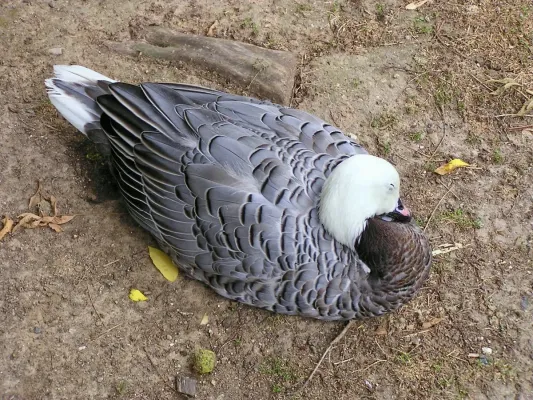 File:Anatidae Anser canagicus 2.jpg
