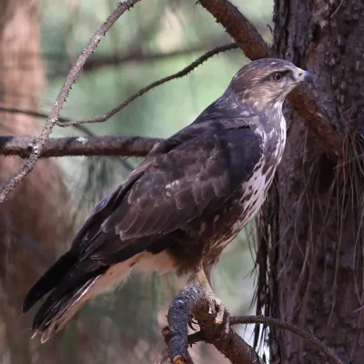 File:Forest Buzzard, Buteo trizonatus, at Hangklip Forest, Makhado, Limpopo Province, South Africa (20761518321) (cropped).jpg