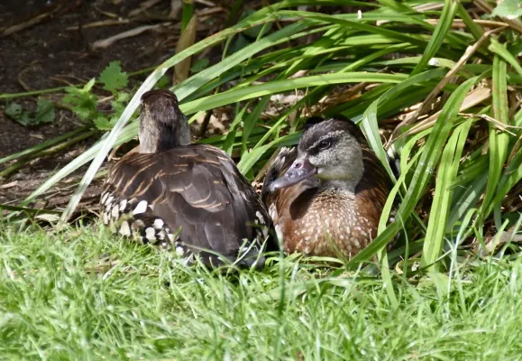 File:Anatidae Dendrocygna guttata 2.jpg