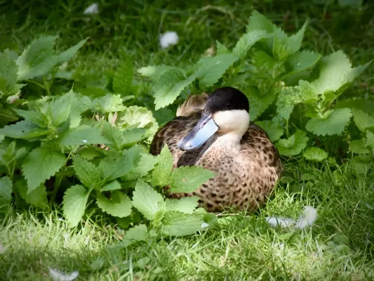 File:Anatidae Spatula puna 1.jpg