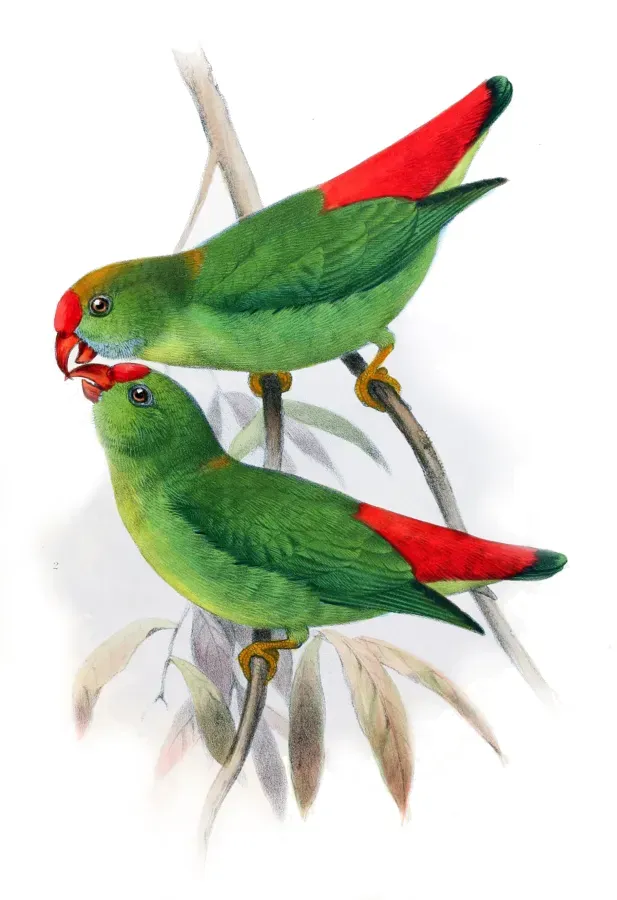 File:Loriculus philippensis panayensis.jpg