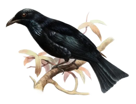 File:Dicrurus hottentottus striatus.jpg