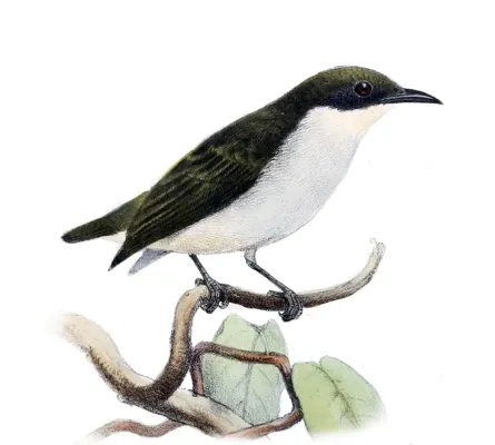 File:Dicaeum hypoleucum mindanense.jpg