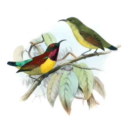 File:Leptocoma sperata juliae.jpg