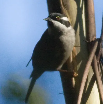 File:Melithreptus validirostris.jpg