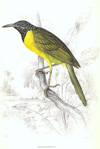 File:Hypergerus atriceps.jpg