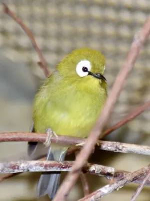 File:Zosteropidae Zosterops eurycricotus 3.jpg