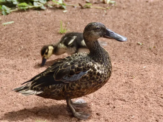 File:Anatidae Spatula rhynchotis variegata 2.3.jpg