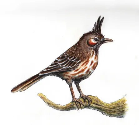 File:Coryphistera alaudina - Crestudo.jpg