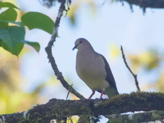 File:Leptotila verreauxi ssp. verreauxi.jpg