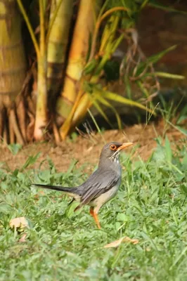 File:Turdus plumbeus in Dominica-a01a.jpg