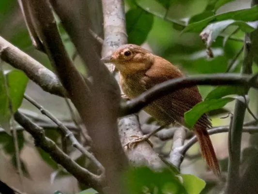 File:Automolus ochrolaemus auricularis- Buff-throated Foliage-gleaner; Rio Branco, Acre, Brazil.jpg