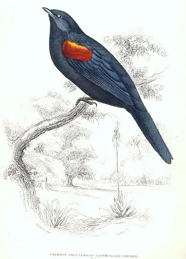 File:Campephaga phoenicea male.jpg