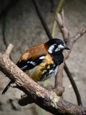 File:Turdidae Geokichla dohertyi 2.jpg