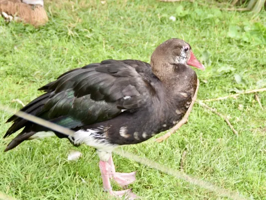 File:Anatidae Plectropterus gambensis gambensis 2.jpg