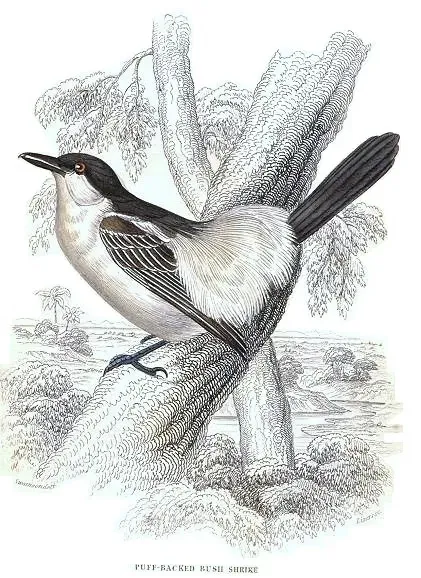 File:Dryoscopus gambensis.jpg
