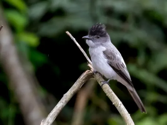 File:Sirystes albocinereus - White-rumped Sirystes; Rio Branco, Acre, Brazil.jpg