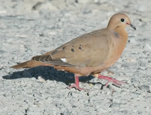 File:Zenaida Dove (Zenaida aurita) RWD.jpg