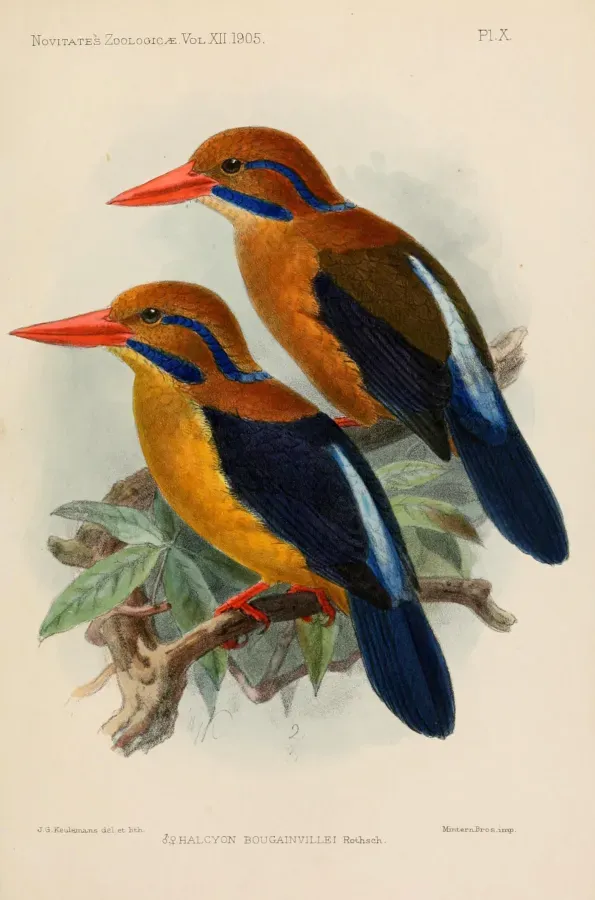 File:ActenoidesBougainvilleiKeulemans.jpg