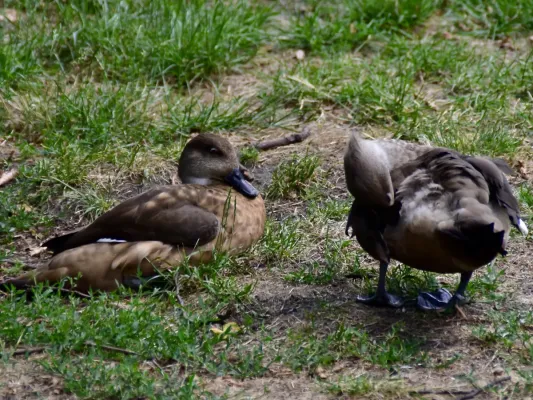 File:Anatidae Lophonetta specularioides specularioides 1.jpg