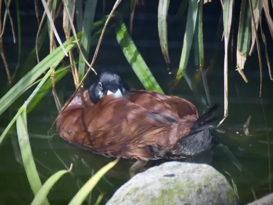 File:Anatidae Oxyura maccoa 1.jpg