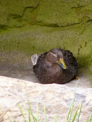 File:Anatidae Tachyeres patachonicus 1.jpg