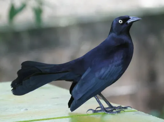 File:Greater Antillean Grackle (Quiscalus niger) RWD.jpg