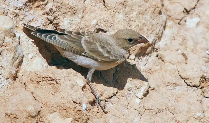 File:Carpospiza brachydactyla.jpg