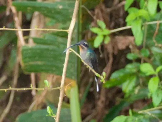 File:Phaethornis guy ssp. coruscus.jpg