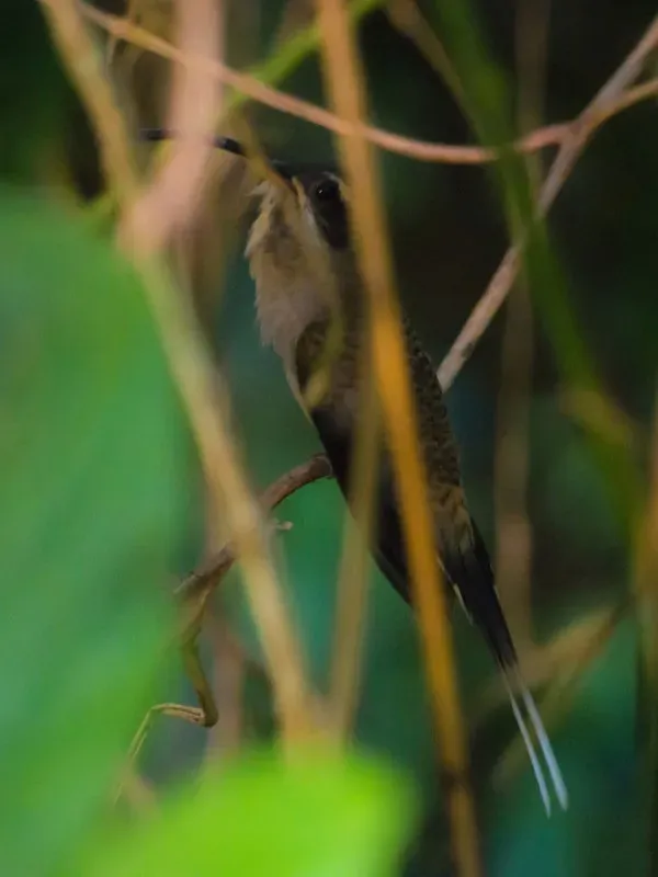 File:Phaethornis longirostris ssp. cephalus.jpg