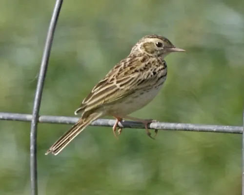 File:Australian Pipit (Anthus australis).jpg