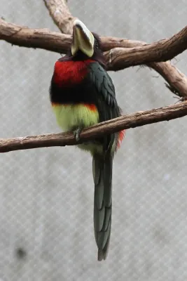 File:Pteroglossus azara -Philadelphia Zoo, Pennsylvania, USA-6a.jpg