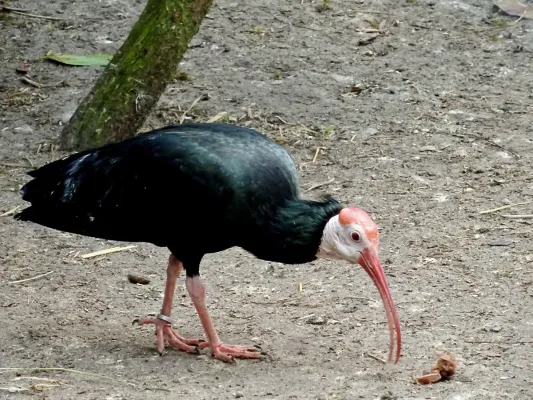 File:Threskiornithidae Geronticus calvus 1.1.jpg