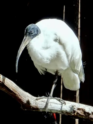 File:Threskiornithidae Threskiornis bernieri 1.jpg