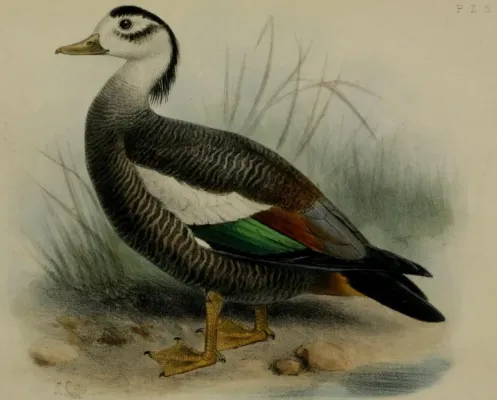 File:Tadorna cristata Smit.jpg