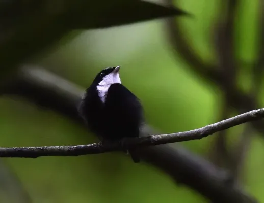 File:Corapipo gutturalis 107978856.jpg