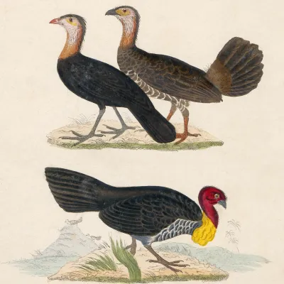 File:Talegalla cuvieri.jpg