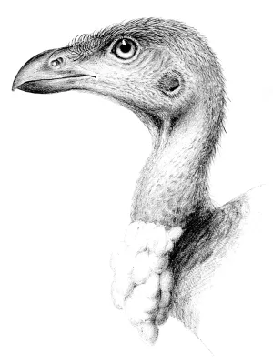 File:Talegalla fuscirostris.jpg