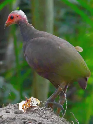 File:Megapodius nicobariensis.jpg