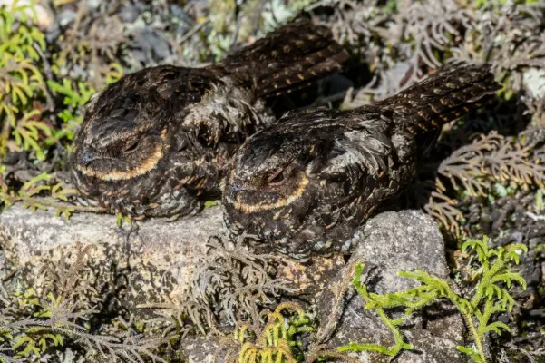 File:Pair of Eurostopodus diabolicus (Satanic nightjar).jpg