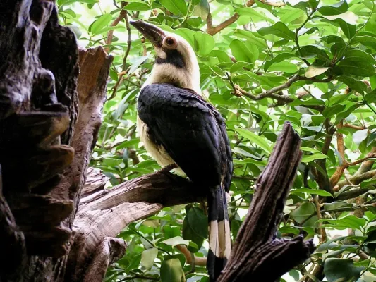 File:Bucerotidae Penelopides manillae subniger 1.jpg