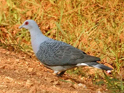 File:Columba unicincta.jpg