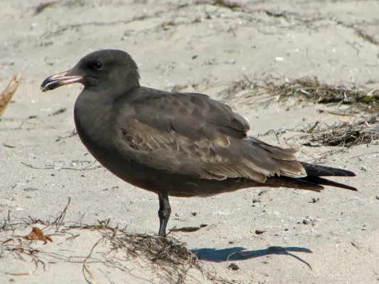File:Heermann's Gull (Larus heermanni) RWD.jpg