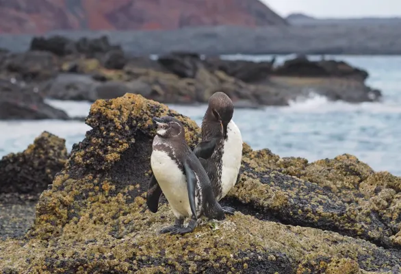 File:189 365 Galapagos Penguin - Spheniscus mendiculus, Fernandina Island, Galapagos, Ecuador, July 8, 2021 (51329133046).jpg