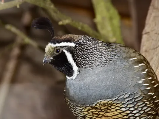 File:Odontophoridae Callipepla californica 2.jpg
